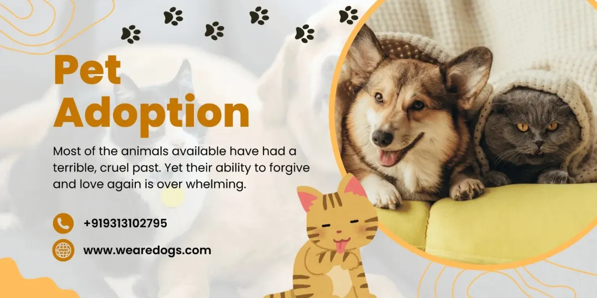 We Are Dogs pet adoption banner with a dog and cat. Contact 93131 02795 to enquire.